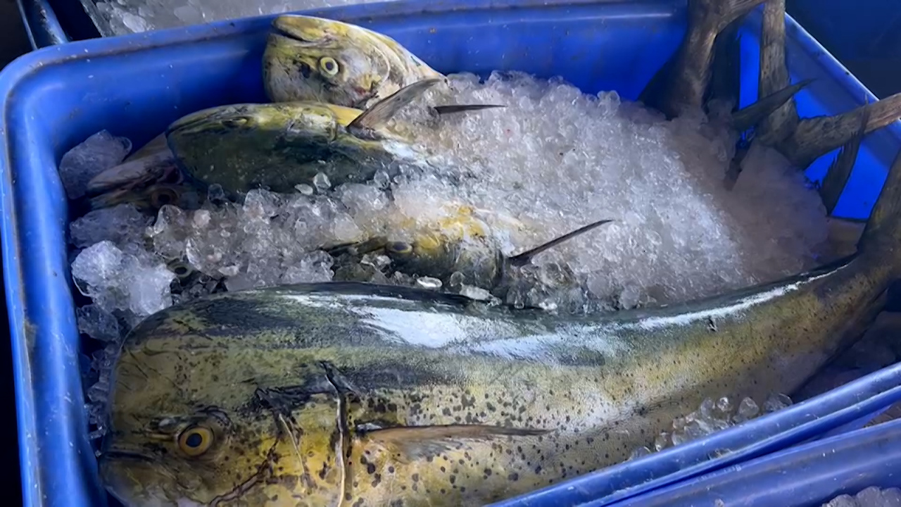 ¡Un aumento repentino en la pesca de Mahi mahi!