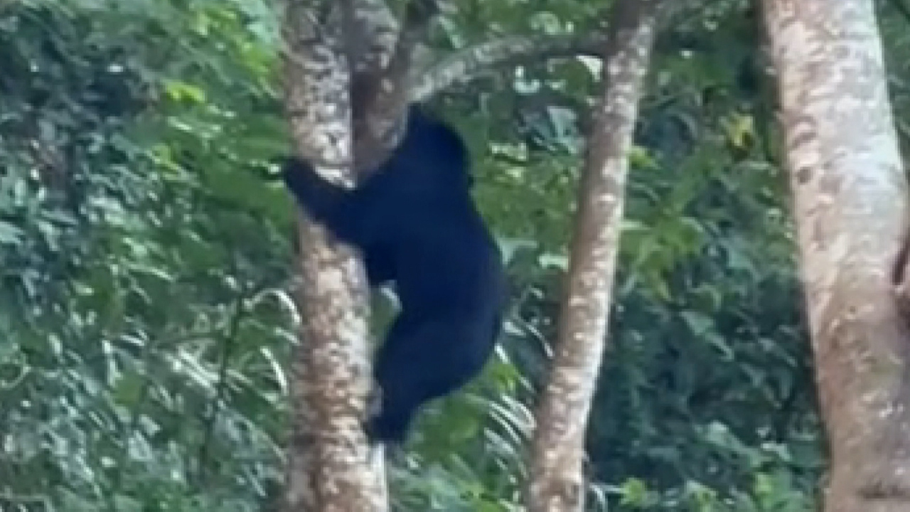 Zona montañosa en Hualien se convierte en un área activa para osos negros