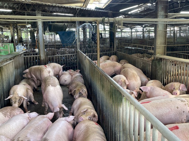 Taiwán busca recuperar el mercado internacional de carne de cerdo fresca al ser reclasificado como país libre de peste porcina
