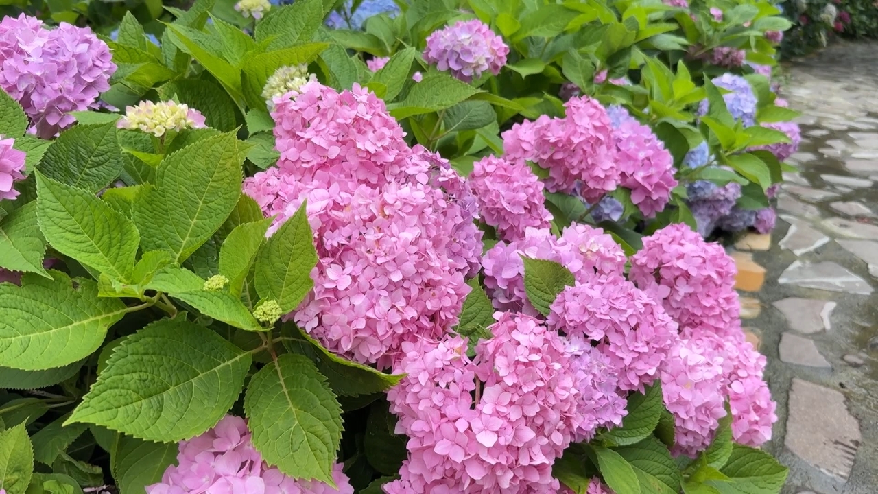 La floración de hortensias y paisajes naturales atraen visitantes en Nantou y Taichung